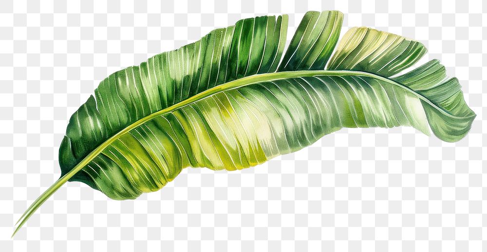 PNG Botanical illustration of a banana leaf plant freshness drawing.