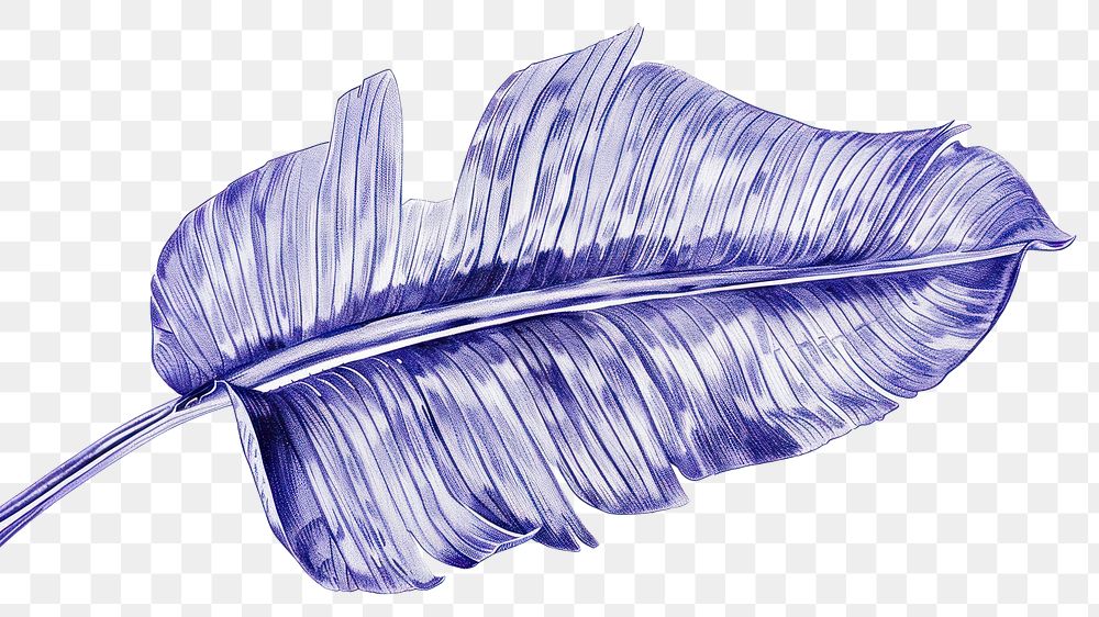 PNG Realistic ballpoint pen drawing vintage drawing a banana leaf sketch plant paper.