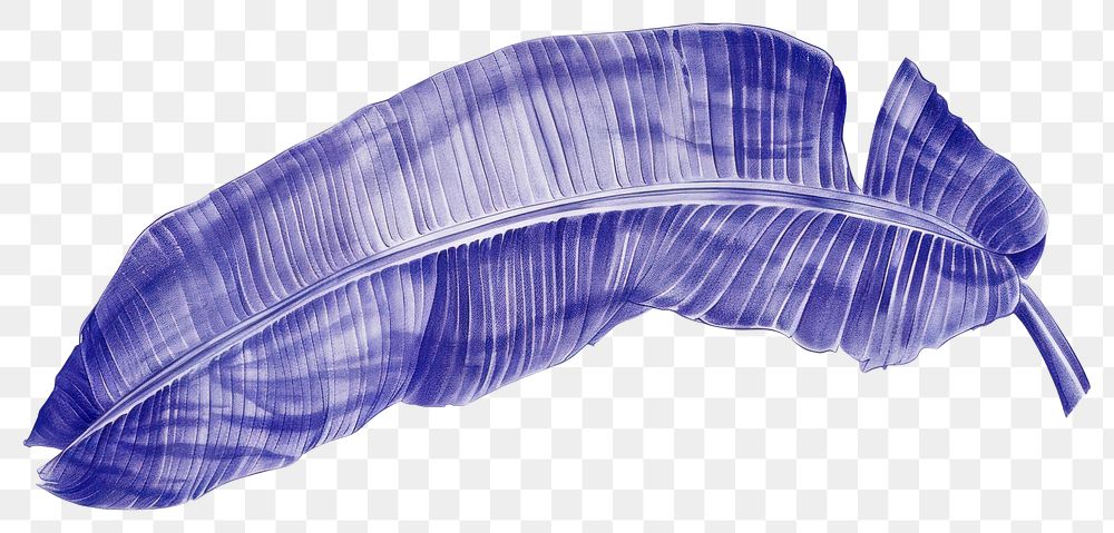 PNG Realistic ballpoint pen drawing vintage drawing a banana leaf blue art lightweight.