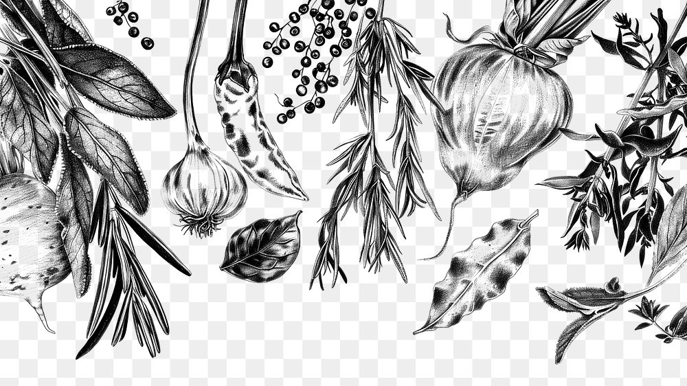 PNG Realistic pencil vintage drawing as a border graphic spices and herbs sketch backgrounds illustrated.