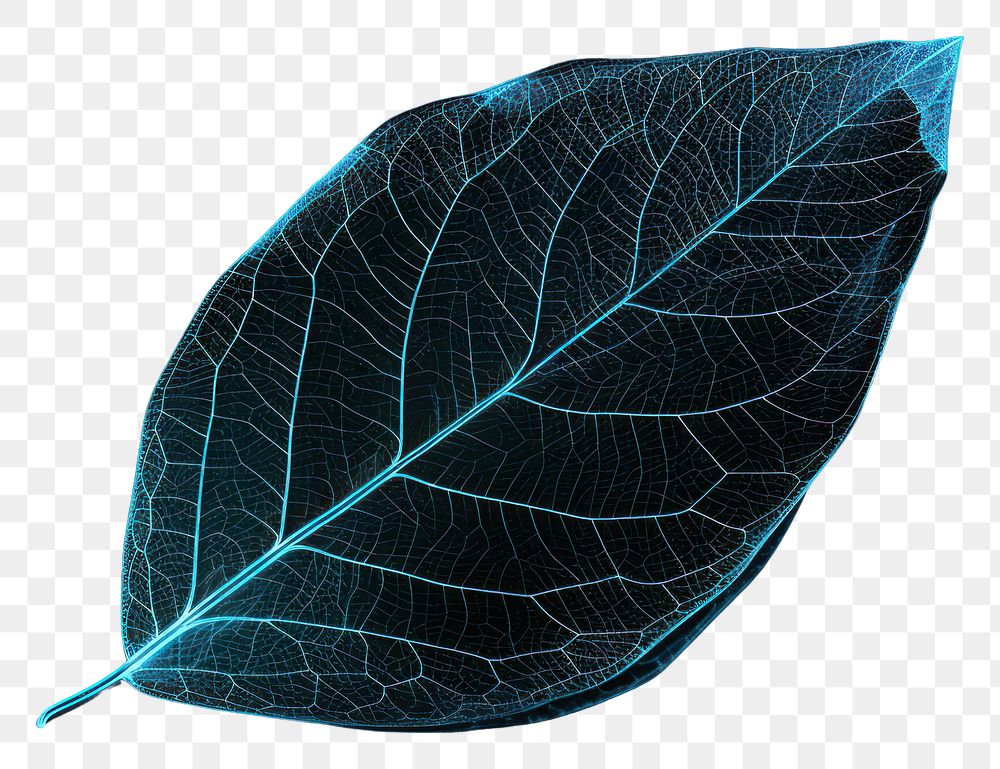 PNG  Glowing wireframe of a leaf nature plant tree.