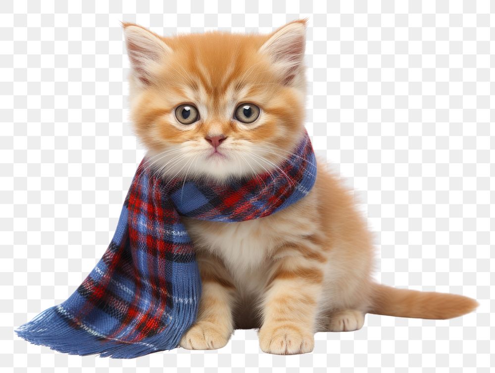 PNG Scottish kitten mammal animal pet.