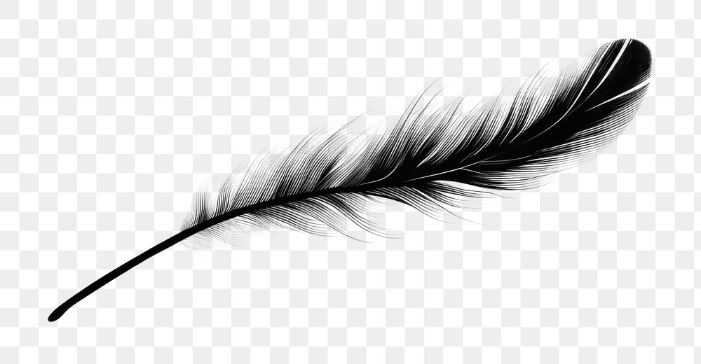 PNG Feather sketch black white.