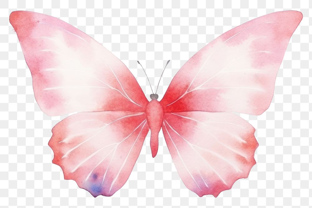 PNG Background butterfly painting animal petal.
