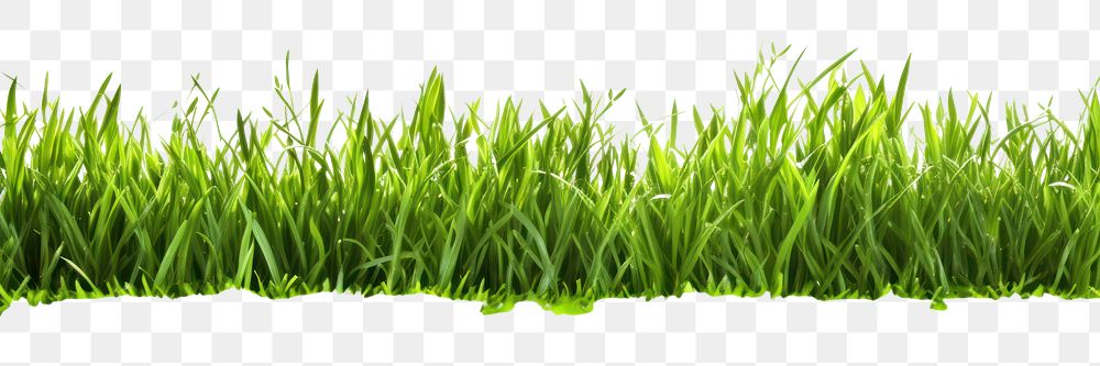 PNG Grass backgrounds nature plant.