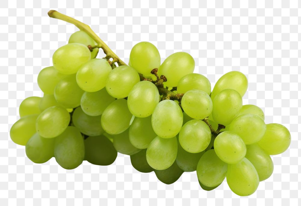 PNG Green grape grapes fruit plant.