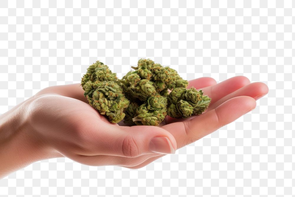 PNG Hand holding cannabis buds plant hand white background.
