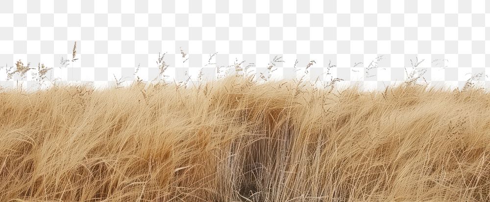 File:Grid Dry Grass.png - Vintage Story Wiki