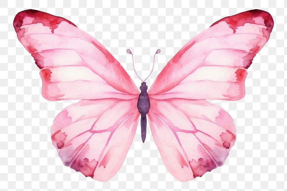 PNG Butterfly in pink flower butterfly animal insect.