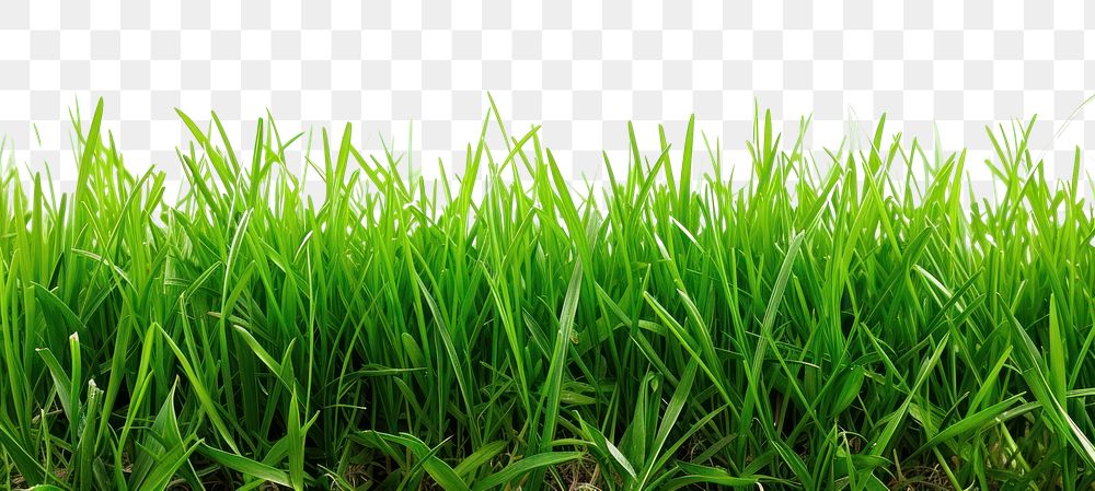 PNG Spring fresh green grass backgrounds plant lawn.