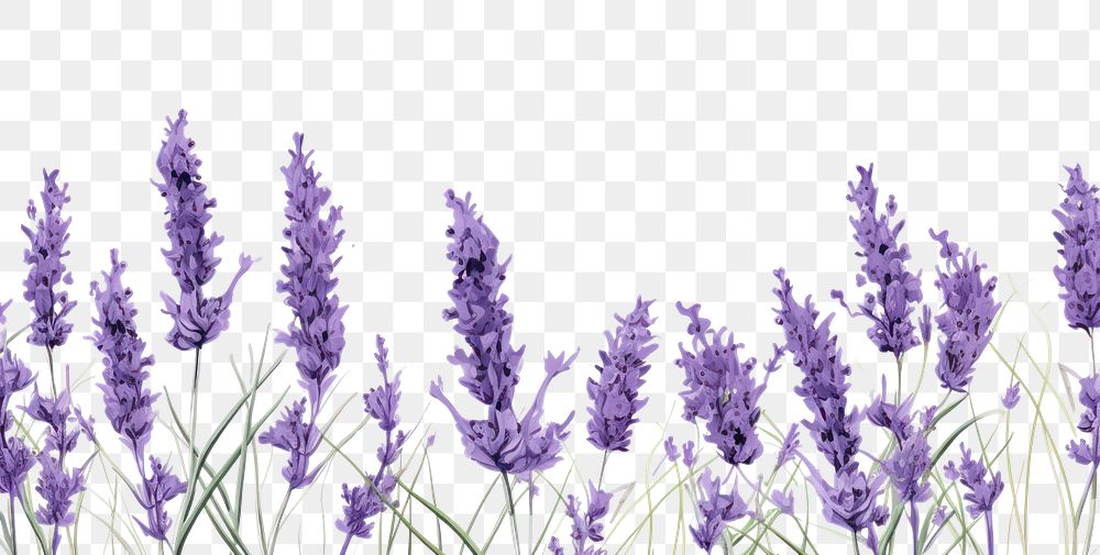 PNG Lavender lavender backgrounds blossom.