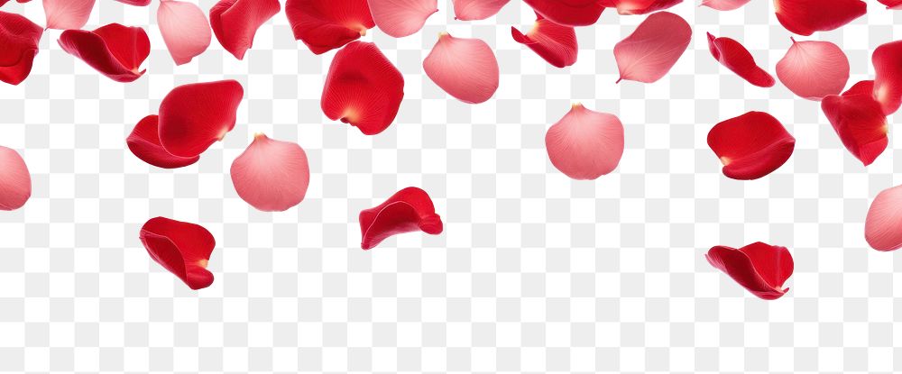 PNG Flying red rose petals backgrounds white background celebration.