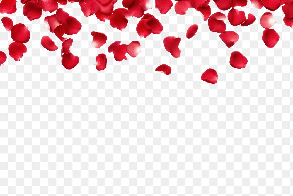 PNG Flying red rose petals backgrounds white background celebration