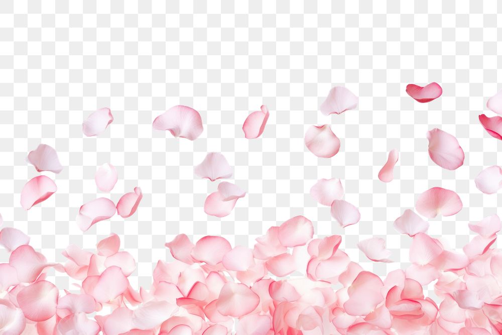 PNG Flying rose petals backgrounds flower plant.
