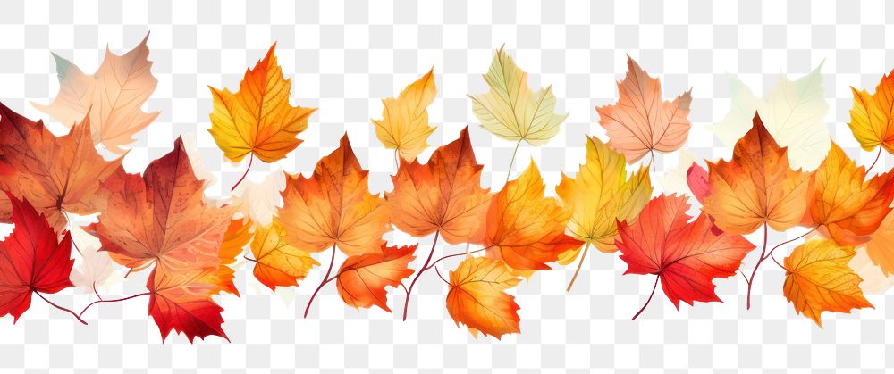 PNG Autumn leaves backgrounds maple plant.