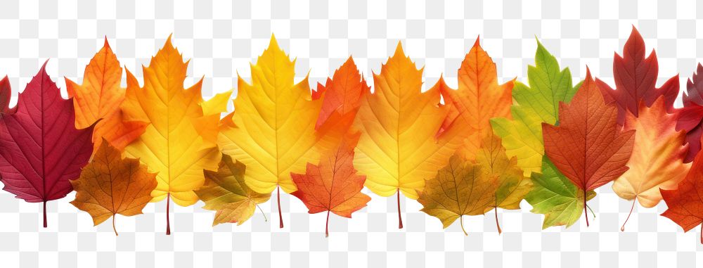 PNG Autumn leaves backgrounds maple plant.