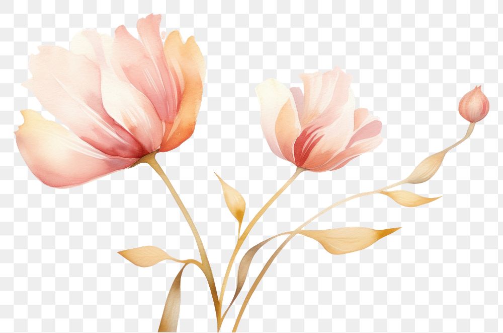 PNG Tulip blossom drawing flower