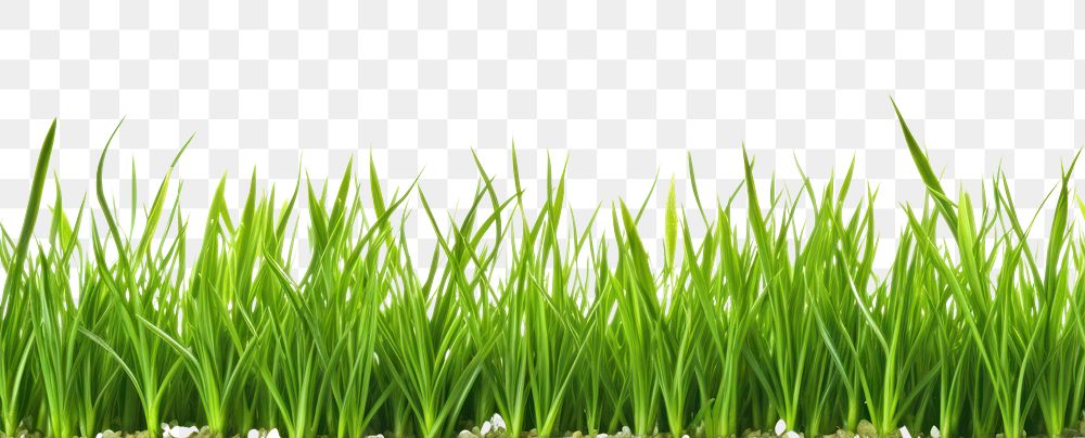 PNG Fresh green grass backgrounds plant lawn.