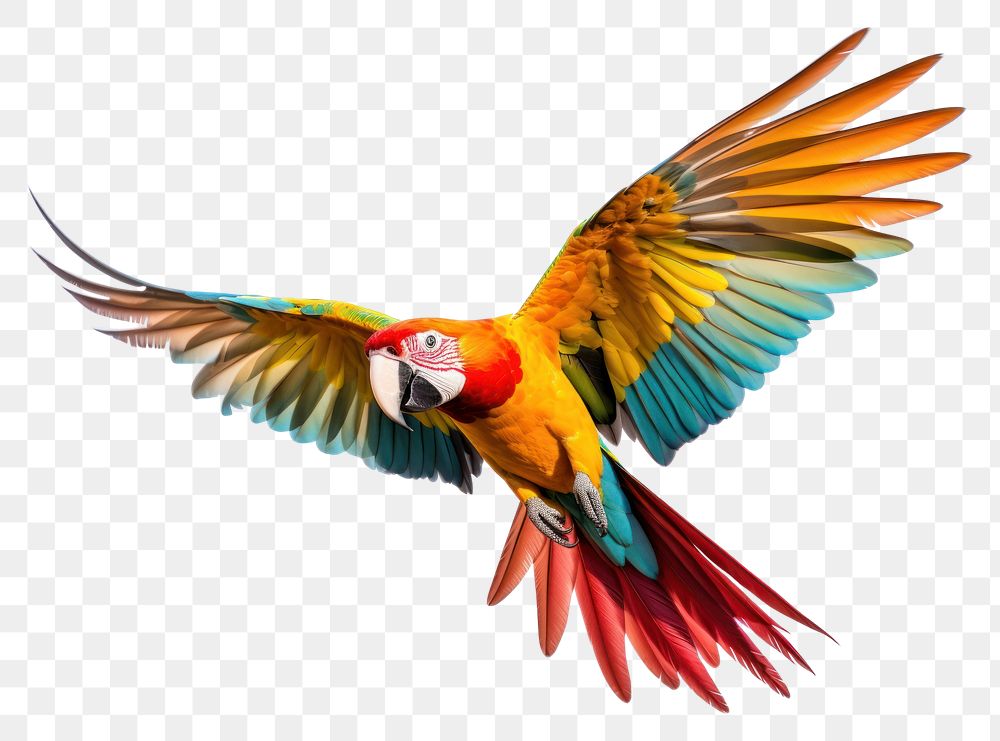 PNG Animal parrot bird wildlife.
