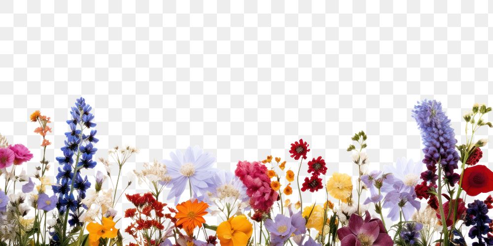 PNG Flower border backgrounds outdoors blossom.