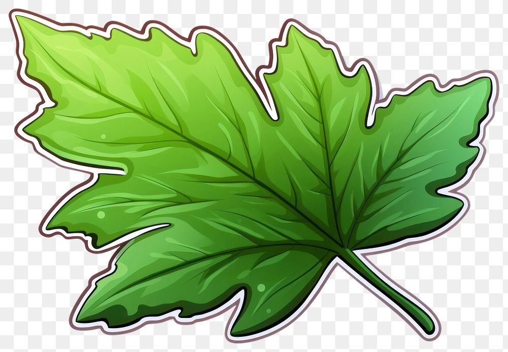 PNG Leaf plant tree white background.