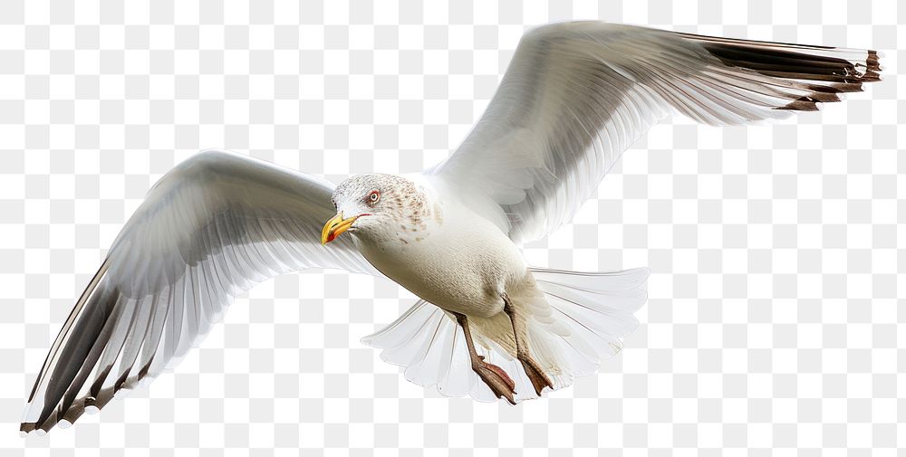PNG  Beautiful seagull flying animal white bird