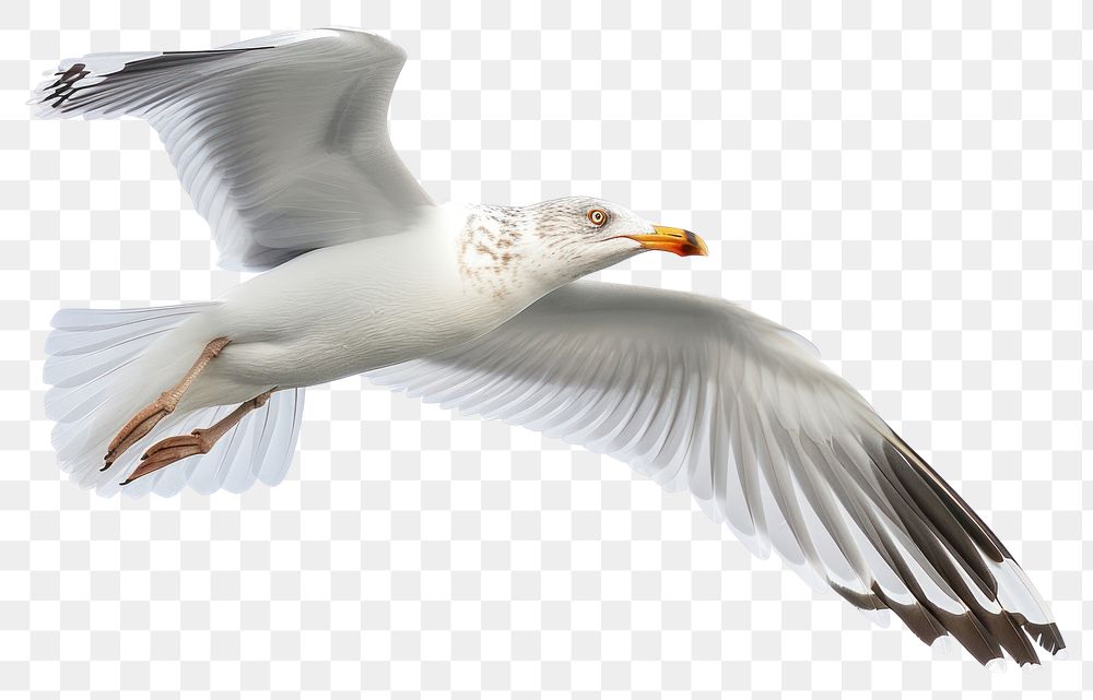 PNG  Beautiful seagull flying animal white bird