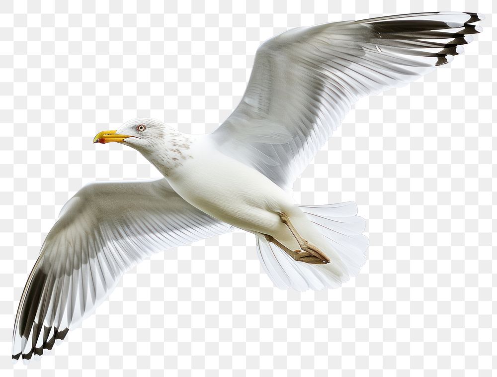PNG  Beautiful seagull flying animal white bird.