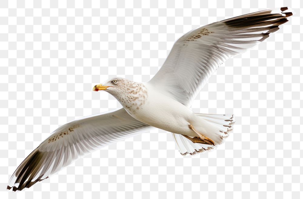 PNG  Beautiful seagull flying animal white bird.