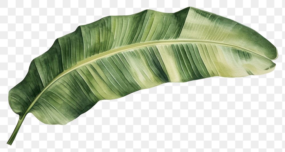 PNG  Botanical illustration banana leaf plant pattern nature.