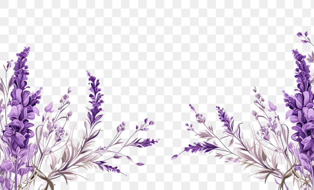 PNG Lavendar line horizontal border backgrounds lavender blossom.