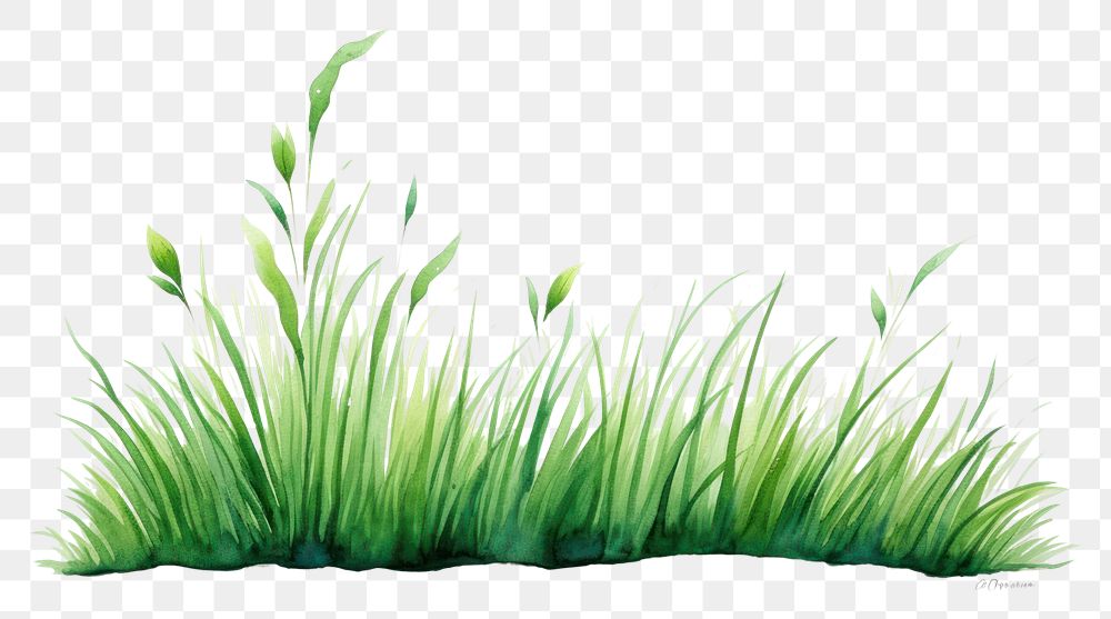 PNG Grass grass plant green.