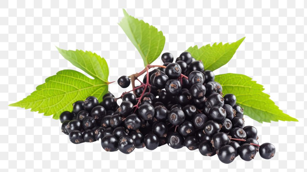 PNG Blackberry blueberry fruit plant.