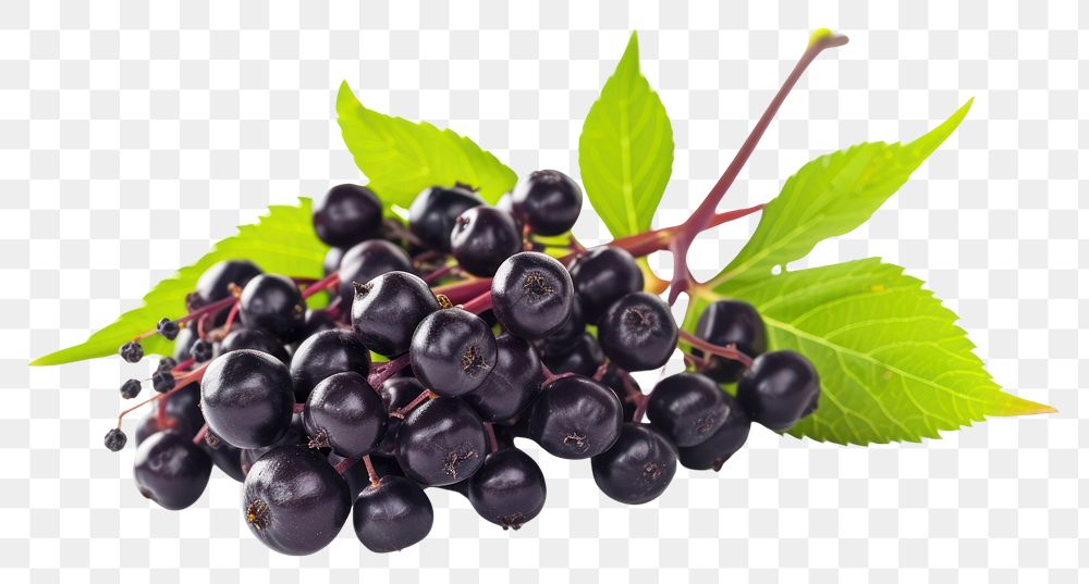 PNG Blueberry grapes fruit plant.