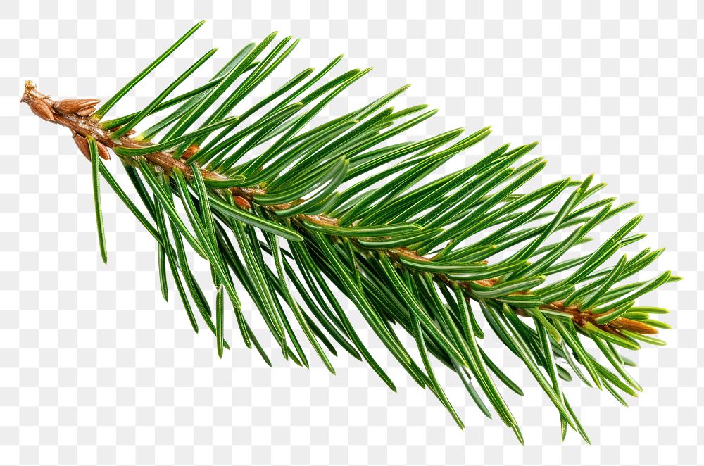 PNG Plant tree pine fir.
