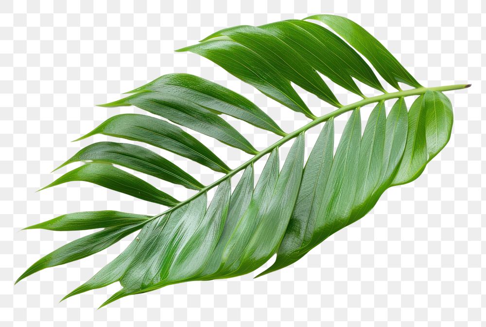 PNG Plant leaf freshness nature.