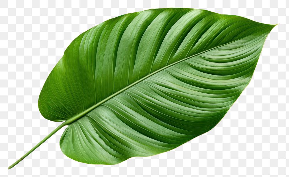 PNG Plant leaf freshness nature.