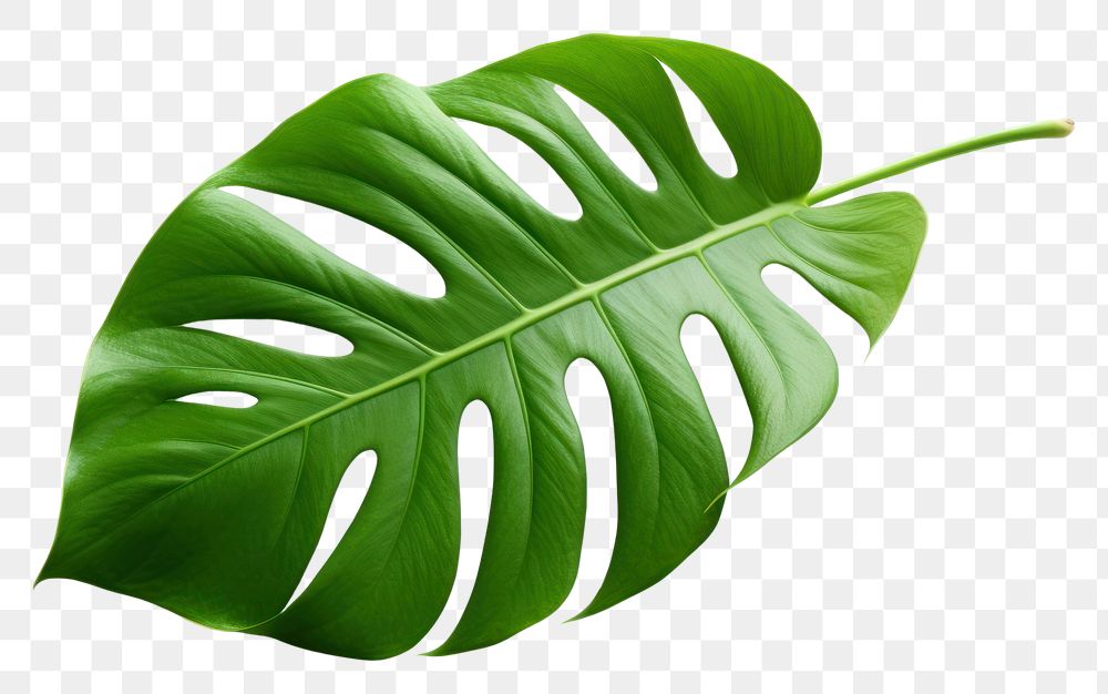 PNG Plant leaf xanthosoma freshness. | Premium PNG - rawpixel