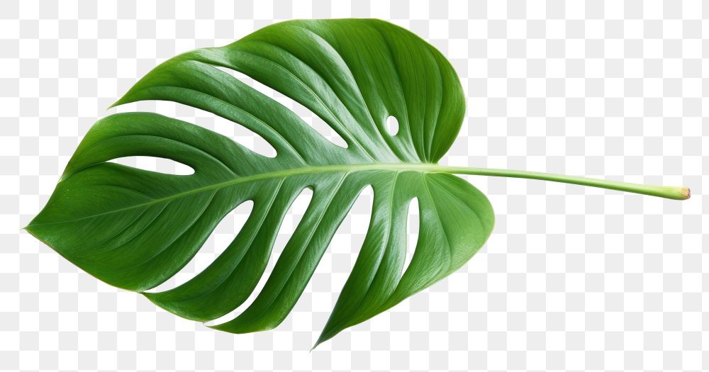 PNG Plant leaf xanthosoma freshness.