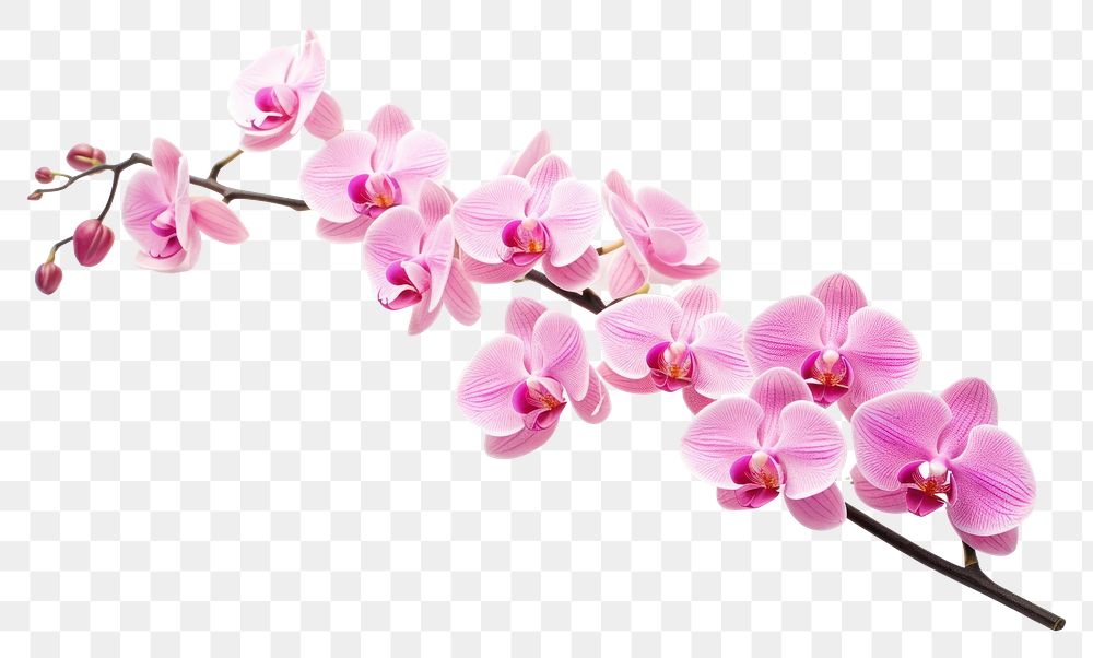 PNG  Pink orchid twig blossom flower plant.