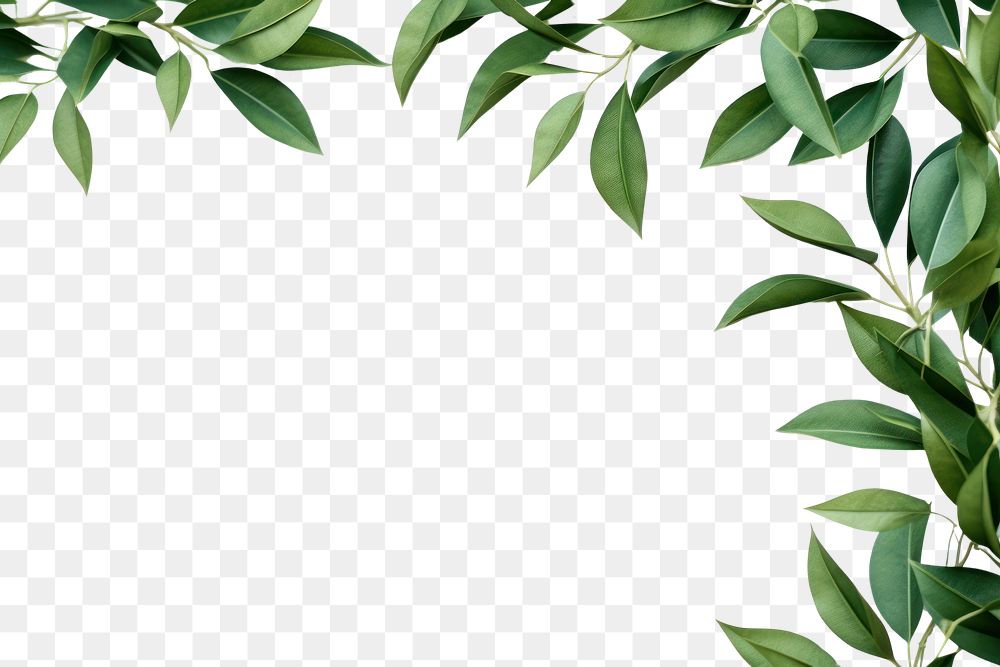 PNG  Green leaves border backgrounds plant herbs.
