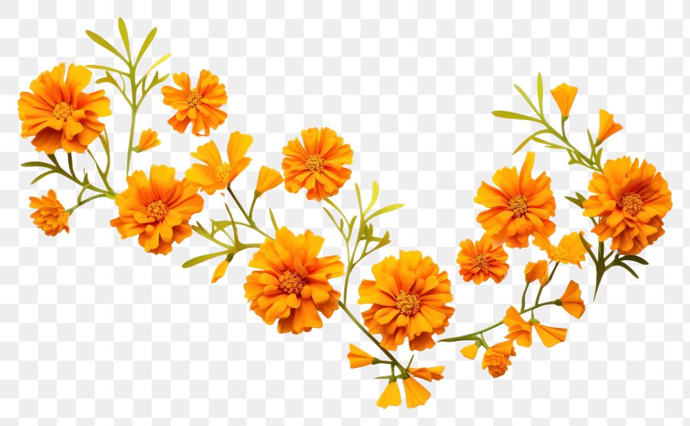 PNG  Marigold floral border flower petal plant.