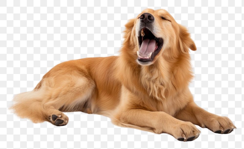 PNG Mammal animal pet dog.