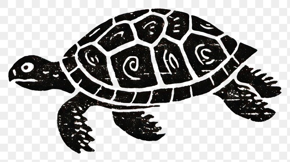 PNG  Turtle reptile animal white background.