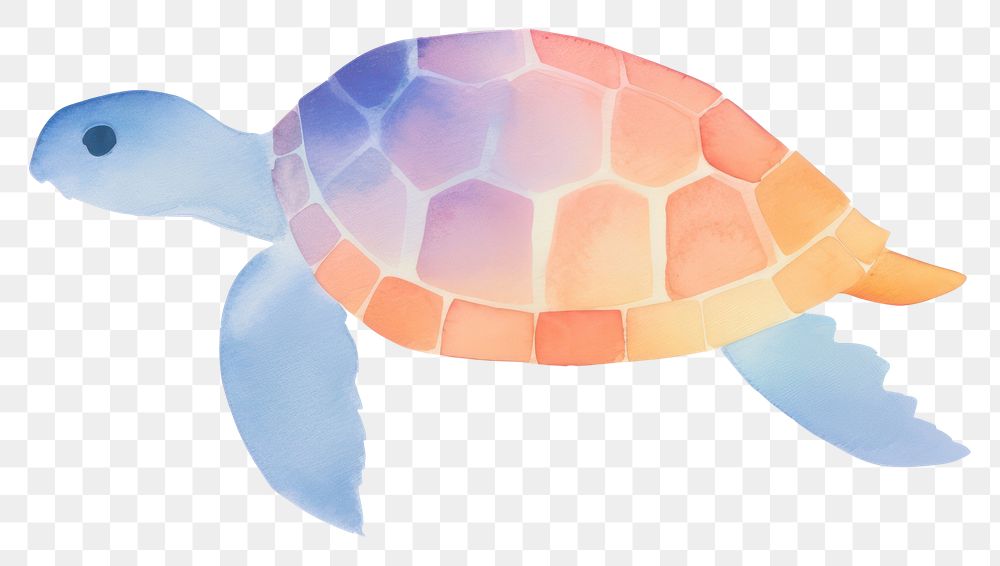PNG  Turtle reptile animal white background.