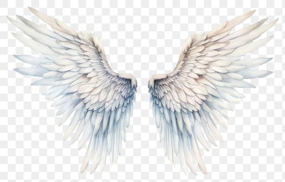 PNG White angel wings bird white background creativity.