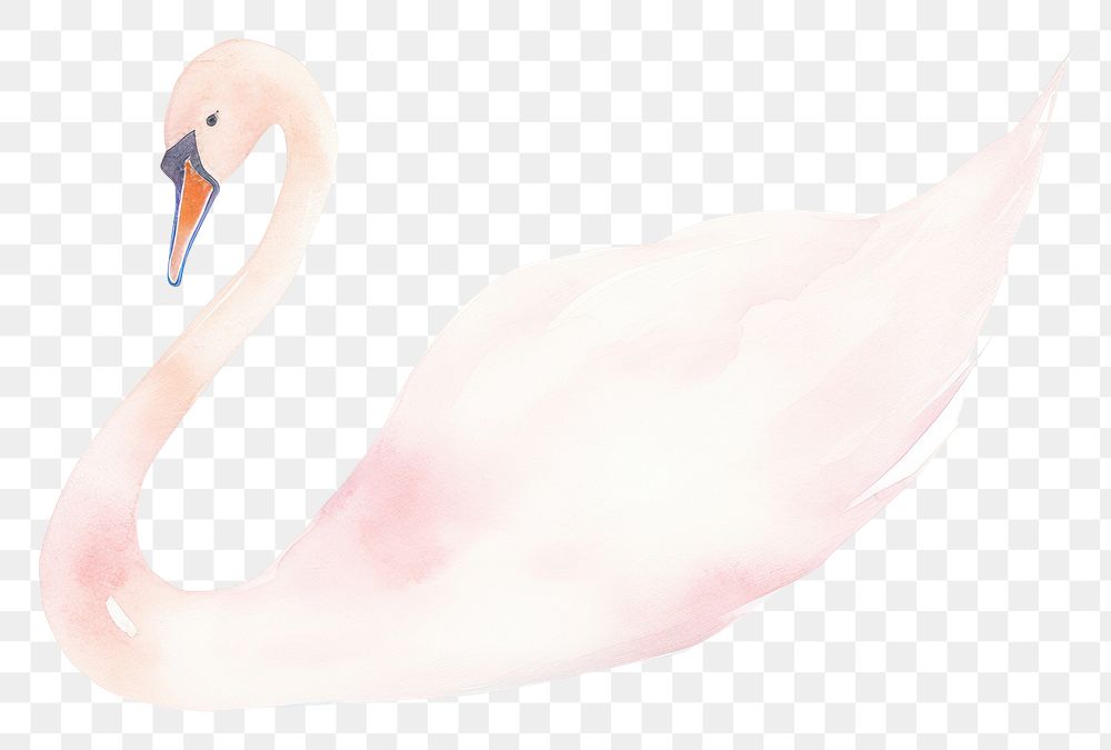 PNG  Swan flamingo animal bird.