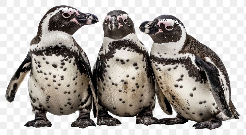 PNG Penguins family animal bird white background.