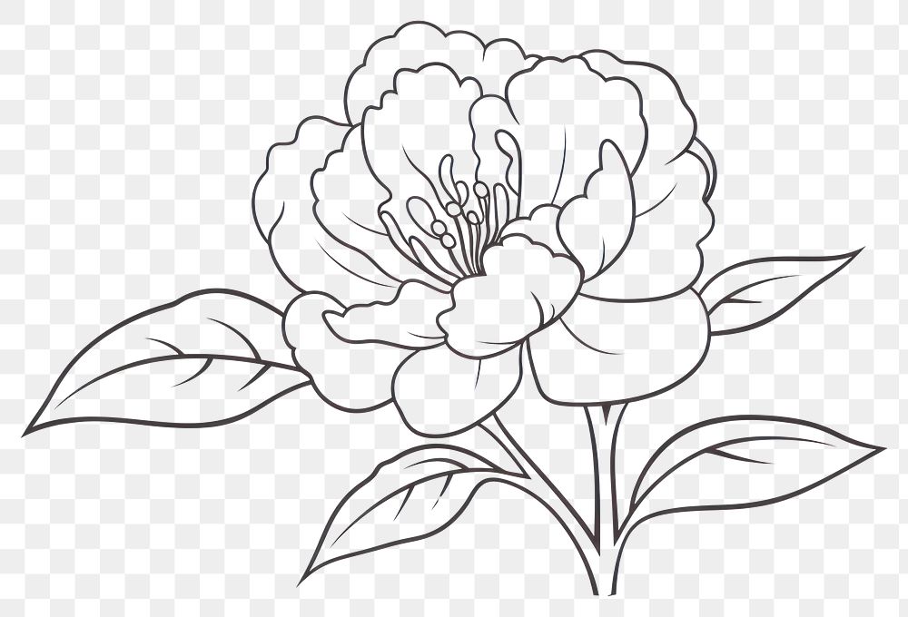 PNG Peony doodle drawing flower sketch.