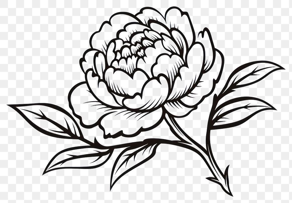 PNG Peony doodle drawing sketch white.